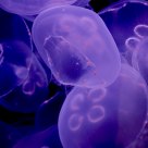 Moon Jellyfish